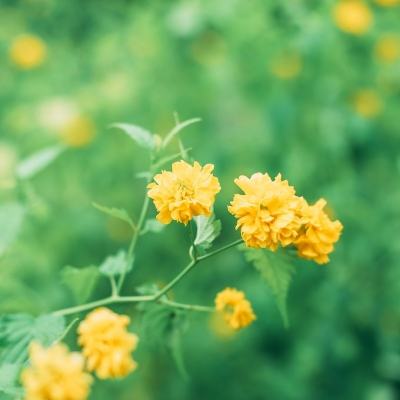 阴阳师啪啪游版下载